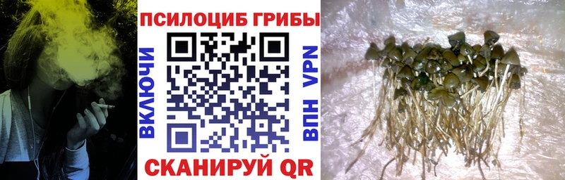 Галлюциногенные грибы Psilocybe  Комсомольск 